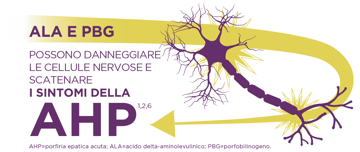 L’AHP è causata da difetti enzimatici che determinano un accumulo nel fegato degli intermedi neurotossici acido aminolevulinico (ALA) e porfobilinogeno (PBG)]