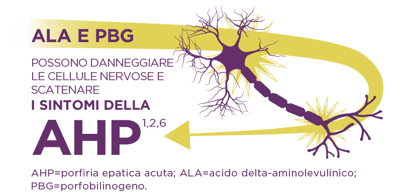 L’AHP è causata da difetti enzimatici che determinano un accumulo nel fegato degli intermedi neurotossici acido aminolevulinico (ALA) e porfobilinogeno (PBG)]