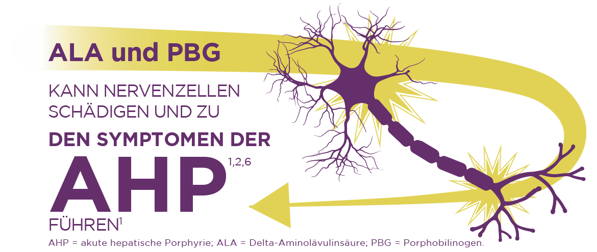 AHP wird durch eine Anreicherung von Toxinen, ALA & PBG, in der Leber verursacht