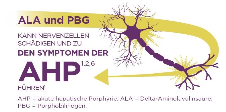 AHP wird durch eine Anreicherung von Toxinen, ALA & PBG, in der Leber verursacht