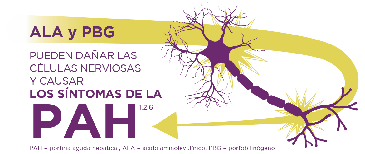 La porfiria aguda hepática se origina por la acumulación de las toxinas ALA y PBG en el hígado