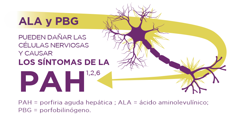 La porfiria aguda hepática se origina por la acumulación de las toxinas ALA y PBG en el hígado