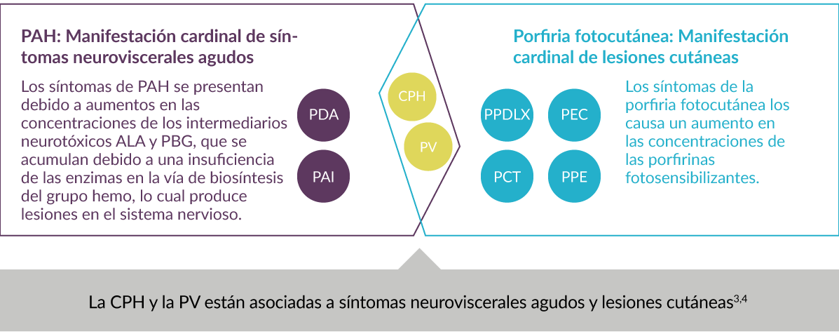 Clasificación de los 8 subtipos de porfiria