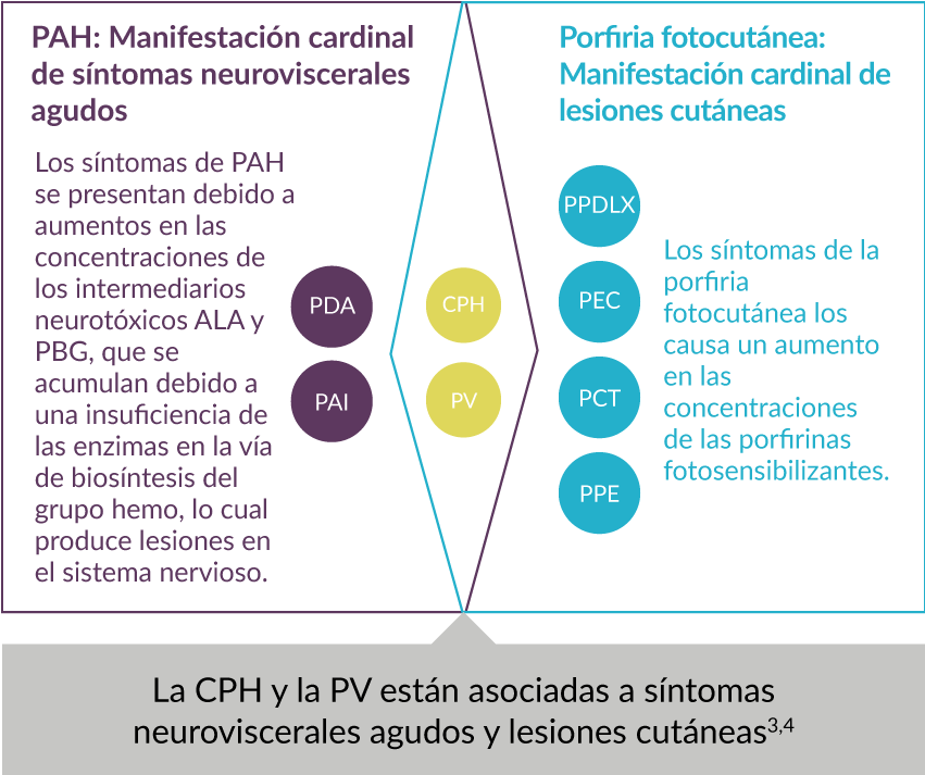 Clasificación de los 8 subtipos de porfiria