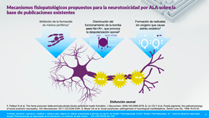 Pathophysiology of acute hepatic porphyria