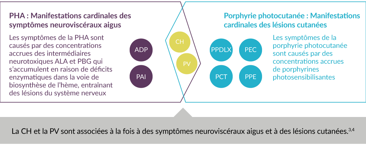 Classification des 8 types de porphyrie
