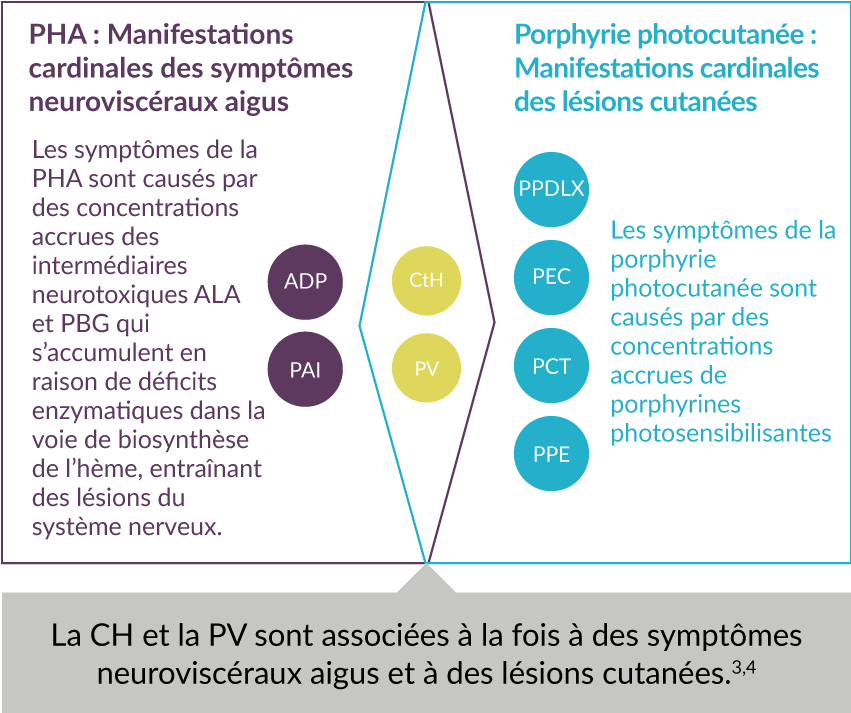 Classification des 8 types de porphyrie